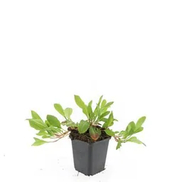 Teppich-Knöterich 'Darjeeling Red' 24er-Set (Persicaria affinis) – winterharter Bodendecker, Topf-Ø 9 cm, Höhe ca. 25 cm