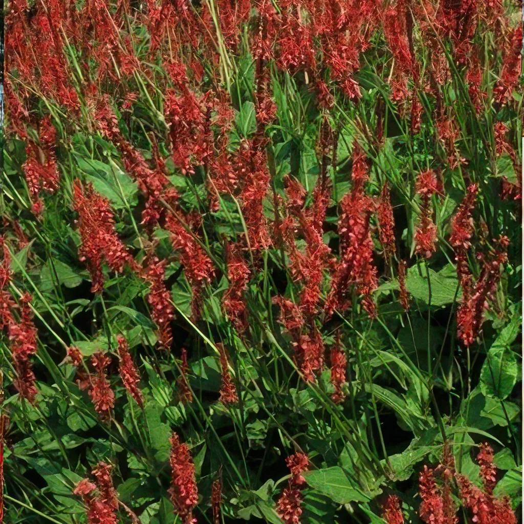 Kerzenknöterich 48er-Set (Persicaria amplexicaulis) – winterharte Staude, Topf-Ø 9 cm, Höhe ca. 25 cm