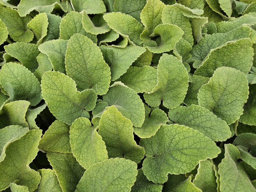 Syrisches Brandkraut 48er-Set (Phlomis russeliana) – winterharte Staude, Topf-Ø 9 cm, Höhe ca. 25 cm