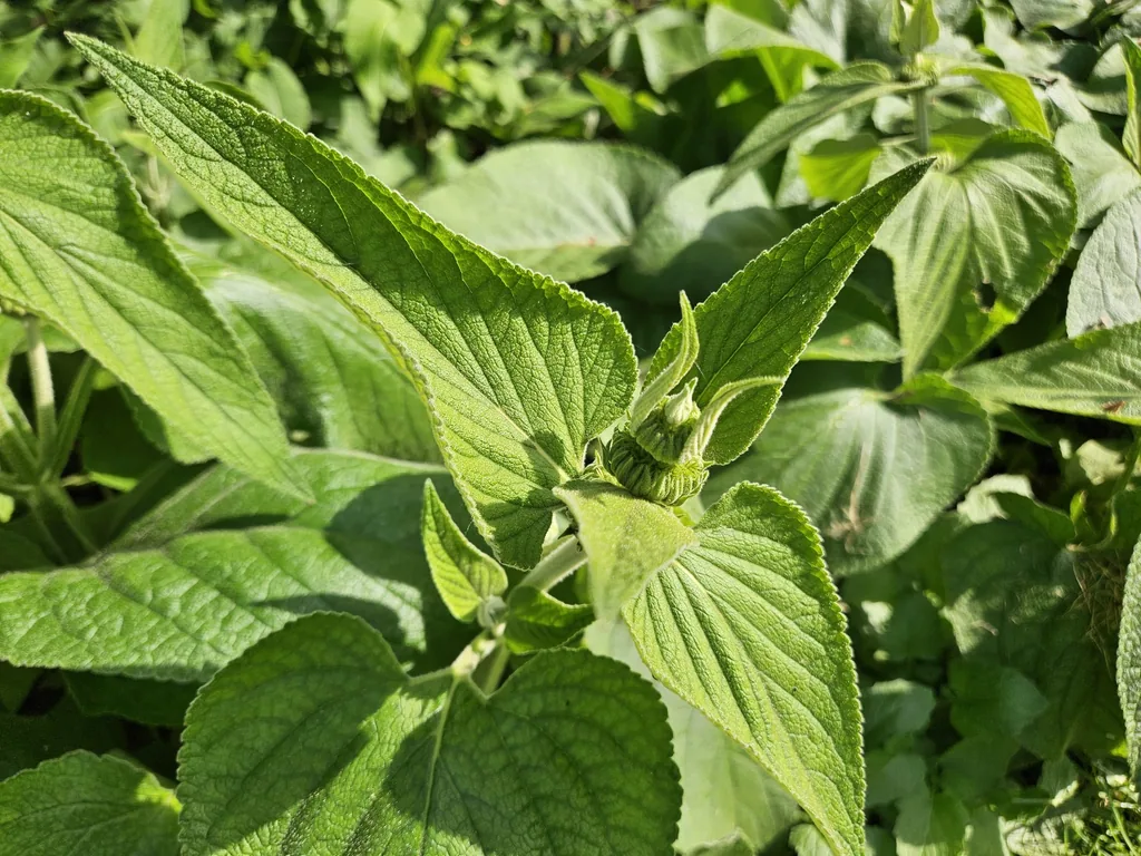 Syrisches Brandkraut 48er-Set (Phlomis russeliana) – winterharte Staude, Topf-Ø 9 cm, Höhe ca. 25 cm