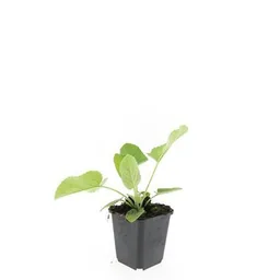 Syrisches Brandkraut 48er-Set (Phlomis russeliana) – winterharte Staude, Topf-Ø 9 cm, Höhe ca. 25 cm