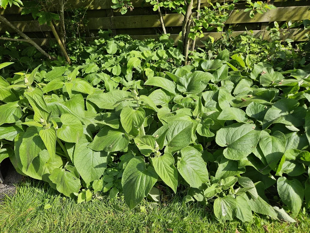 Syrisches Brandkraut 48er-Set (Phlomis russeliana) – winterharte Staude, Topf-Ø 9 cm, Höhe ca. 25 cm