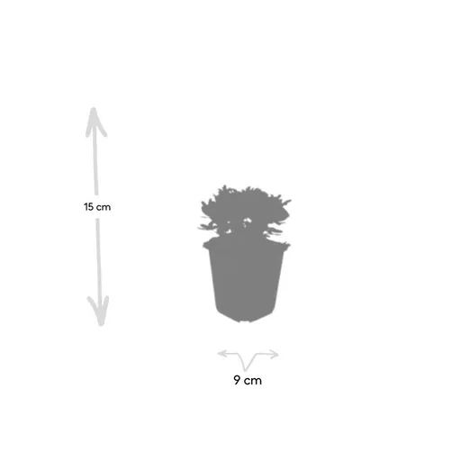 Dreizahn-Fingerkraut 'Nuuk' 48er-Set (Potentilla tridentata) – winterharte Staude, Topf-Ø 9 cm, Höhe ca. 25 cm