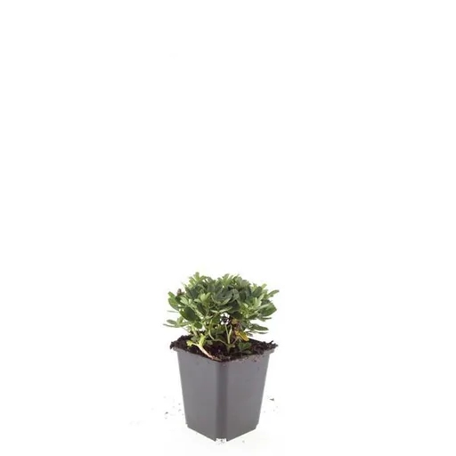 Dreizahn-Fingerkraut 'Nuuk' 48er-Set (Potentilla tridentata) – winterharte Staude, Topf-Ø 9 cm, Höhe ca. 25 cm