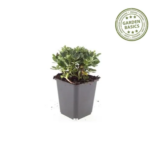 Dreizahn-Fingerkraut 'Nuuk' 48er-Set (Potentilla tridentata) – winterharte Staude, Topf-Ø 9 cm, Höhe ca. 25 cm