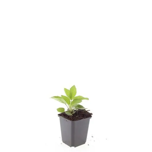 Glänzender Sonnenhut 'Goldsturm' 48er-Set (Rudbeckia fulgida) – winterharte Staude, Topf-Ø 9 cm, Höhe ca. 25 cm