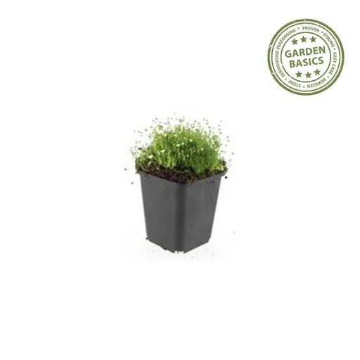 Sternmoos 48er-Set (Sagina subulata) – winterharte Staude, Topf-Ø 9 cm, Höhe ca. 25 cm