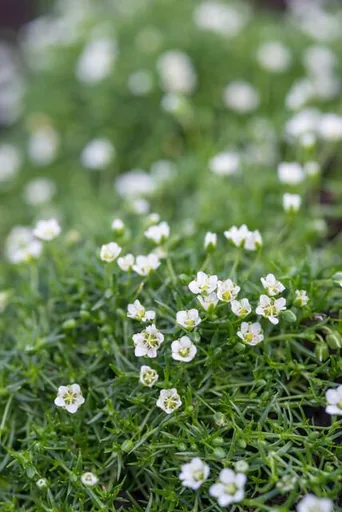 Sternmoos 48er-Set (Sagina subulata) – winterharte Staude, Topf-Ø 9 cm, Höhe ca. 25 cm