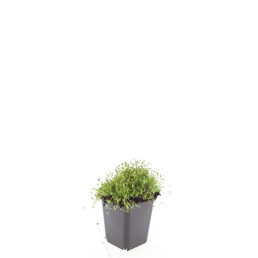 Sternmoos 48er-Set (Sagina subulata) – winterharte Staude, Topf-Ø 9 cm, Höhe ca. 25 cm