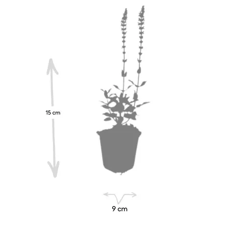 Steppen-Salbei 'Caradonna' 24er-Set (Salvia nemorosa) – winterharte Staude, Topf-Ø 9 cm, Höhe ca. 25 cm