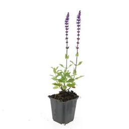 Steppen-Salbei 'Caradonna' 24er-Set (Salvia nemorosa) – winterharte Staude, Topf-Ø 9 cm, Höhe ca. 25 cm