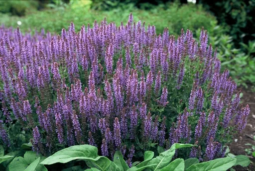 Steppen-Salbei 'Caradonna' 24er-Set (Salvia nemorosa) – winterharte Staude, Topf-Ø 9 cm, Höhe ca. 25 cm