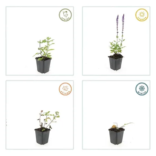 Steppen-Salbei 'Caradonna' 48er-Set (Salvia nemorosa) – winterharte Staude, Topf-Ø 9 cm, Höhe ca. 25 cm