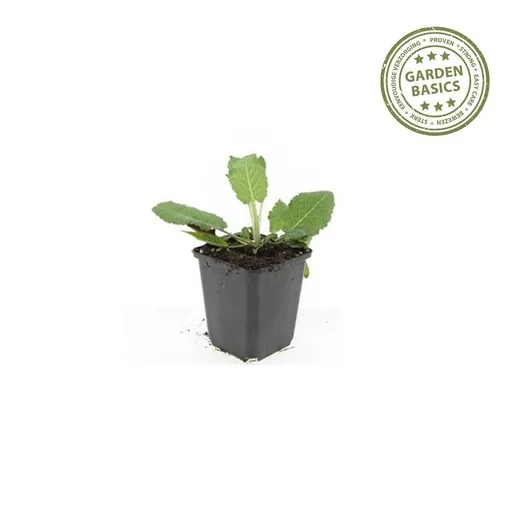 Steppen-Salbei 'Mainacht' 24er-Set (Salvia nemorosa) – winterharte Staude, Topf-Ø 9 cm, Höhe ca. 25 cm
