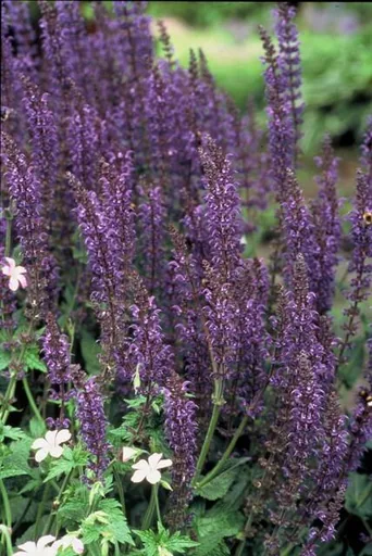 Steppen-Salbei 'Mainacht' 24er-Set (Salvia nemorosa) – winterharte Staude, Topf-Ø 9 cm, Höhe ca. 25 cm