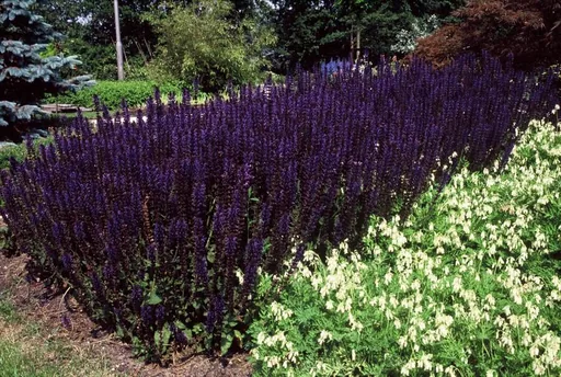 Steppen-Salbei 'Mainacht' 24er-Set (Salvia nemorosa) – winterharte Staude, Topf-Ø 9 cm, Höhe ca. 25 cm