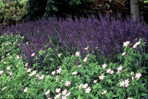 Steppen-Salbei 'Mainacht' 48er-Set (Salvia nemorosa) – winterharte Staude, Topf-Ø 9 cm, Höhe ca. 25 cm