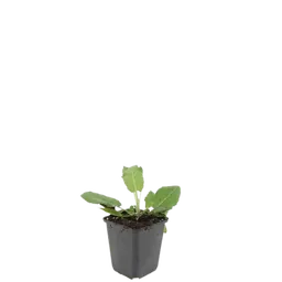Steppen-Salbei 'Mainacht' 48er-Set (Salvia nemorosa) – winterharte Staude, Topf-Ø 9 cm, Höhe ca. 25 cm