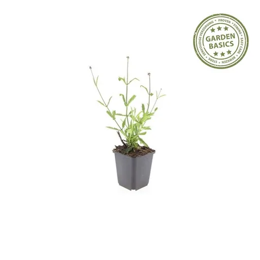 Patagonisches Eisenkraut 'Lollipop' 24er-Set (Verbena bonariensis) – winterharte Staude, Topf-Ø 9 cm, Höhe ca. 25 cm