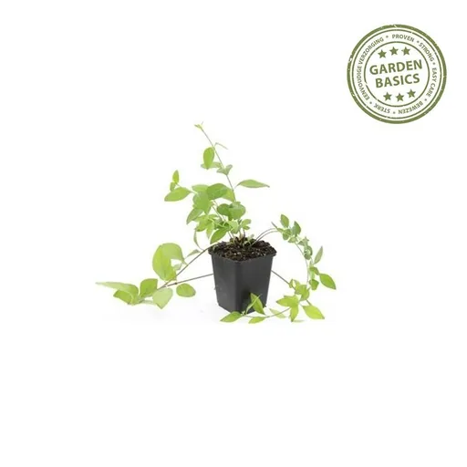 Großes Immergrün 'Alba' 48er-Set (Vinca major) – winterharter Bodendecker, Topf-Ø 9 cm, Höhe ca. 25 cm