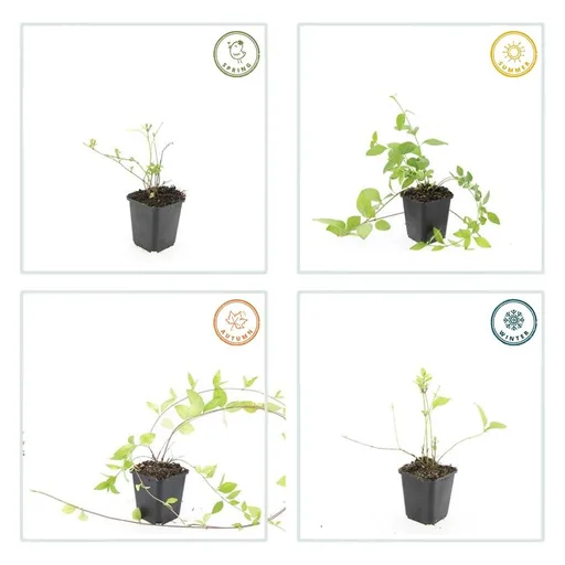 Großes Immergrün 'Alba' 48er-Set (Vinca major) – winterharter Bodendecker, Topf-Ø 9 cm, Höhe ca. 25 cm