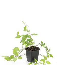 Großes Immergrün 'Alba' 48er-Set (Vinca major) – winterharter Bodendecker, Topf-Ø 9 cm, Höhe ca. 25 cm