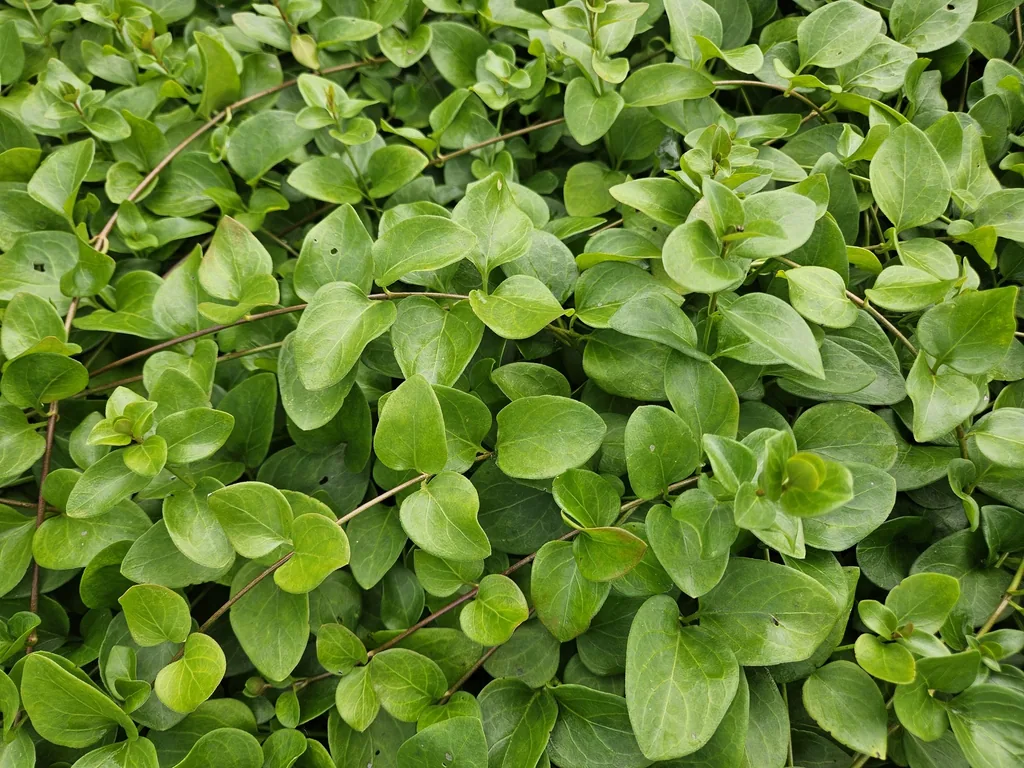 Großes Immergrün 'Alba' 48er-Set (Vinca major) – winterharter Bodendecker, Topf-Ø 9 cm, Höhe ca. 25 cm