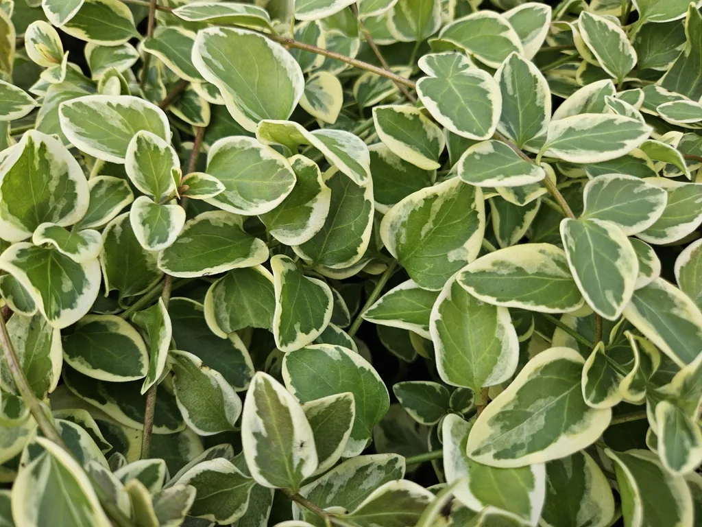 Großes Immergrün 'Variegata' 24er-Set (Vinca major) – winterharter Bodendecker, Topf-Ø 9 cm, Höhe ca. 25 cm