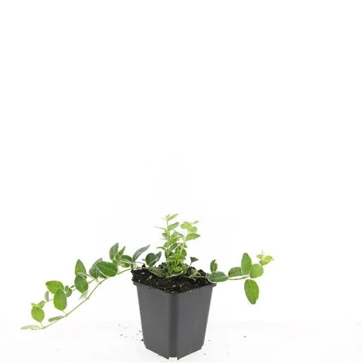 Immergrün 'Argenteovariegata' 24er-Set (Vinca minor) – winterharter Bodendecker, Topf-Ø 9 cm, Höhe ca. 25 cm