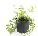 Immergrün 'Aureovariegata' 48er-Set (Vinca minor) – winterharter Bodendecker, Topf-Ø 9 cm, Höhe ca. 25 cm