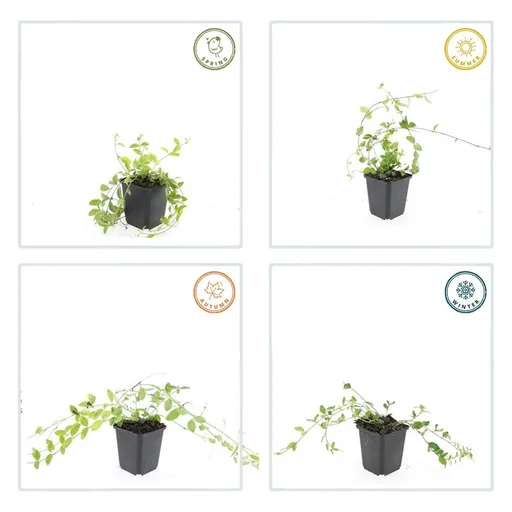 Immergrün 'Aureovariegata' 48er-Set (Vinca minor) – winterharter Bodendecker, Topf-Ø 9 cm, Höhe ca. 25 cm