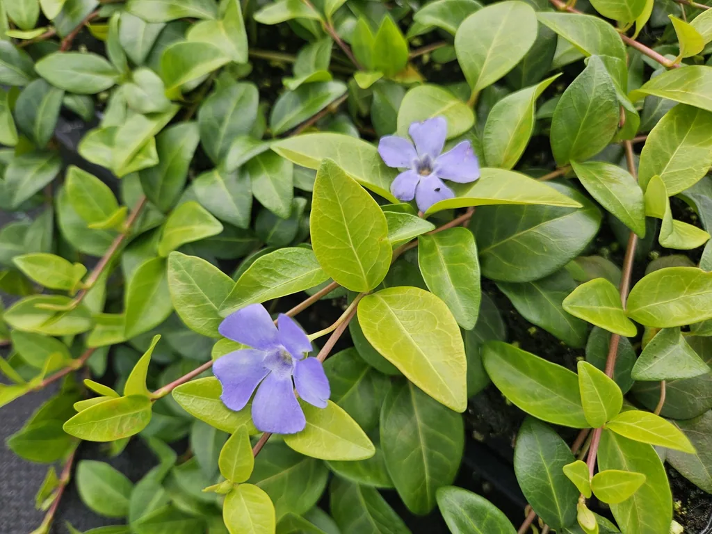 Immergrün 'La Grave' 48er-Set (Vinca minor) – winterharter Bodendecker, Topf-Ø 9 cm, Höhe ca. 25 cm