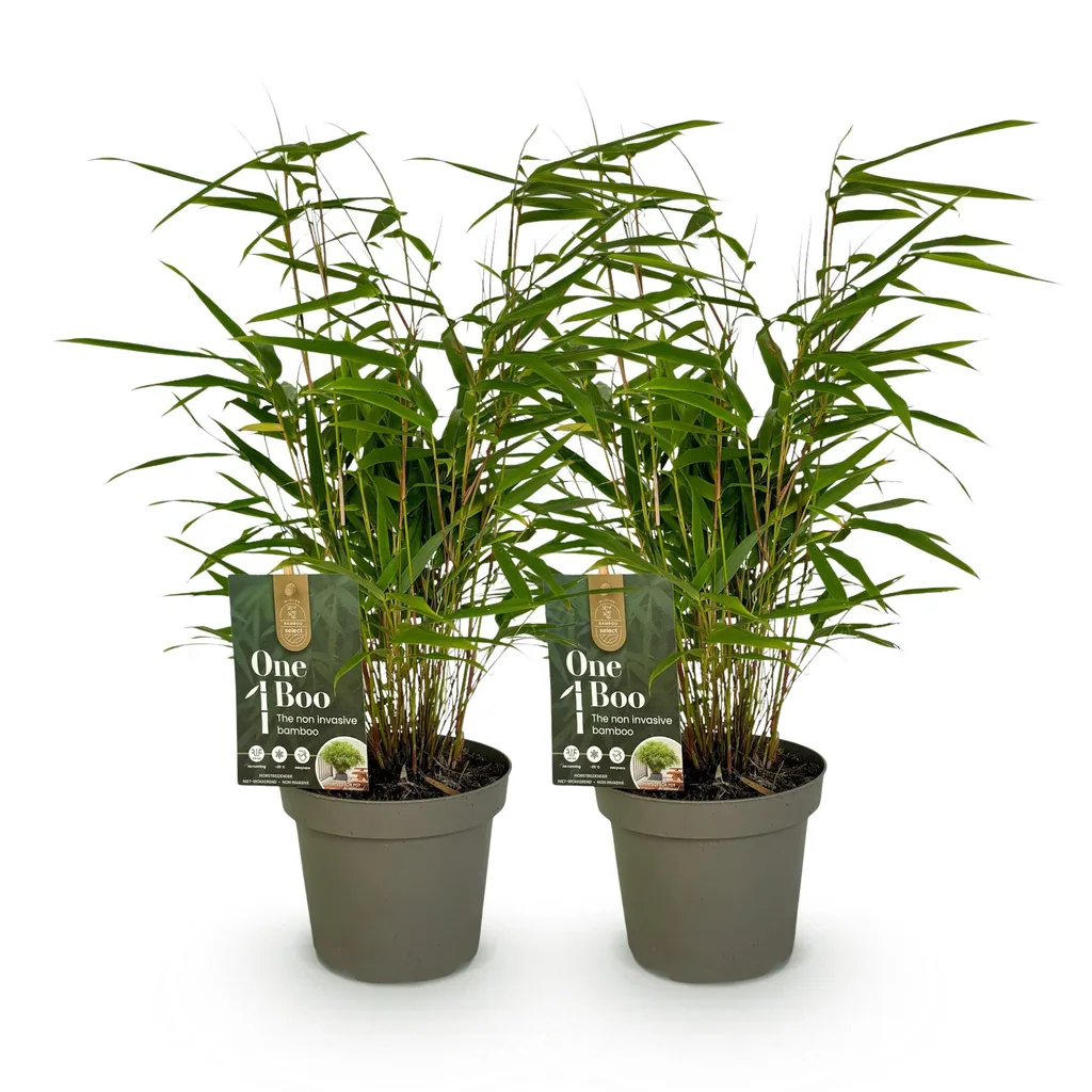 Roter Bambus 2er-Set (Fargesia rufa) – winterharter Gartenbambus, Topf-Ø 14 cm, Höhe ca. 35 cm