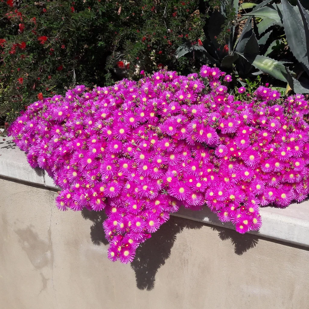 Mittagsblume Farbmix 8er-Set (Delosperma) – winterharte Staude, Topf-Ø 14 cm, Höhe ca. 17 cm