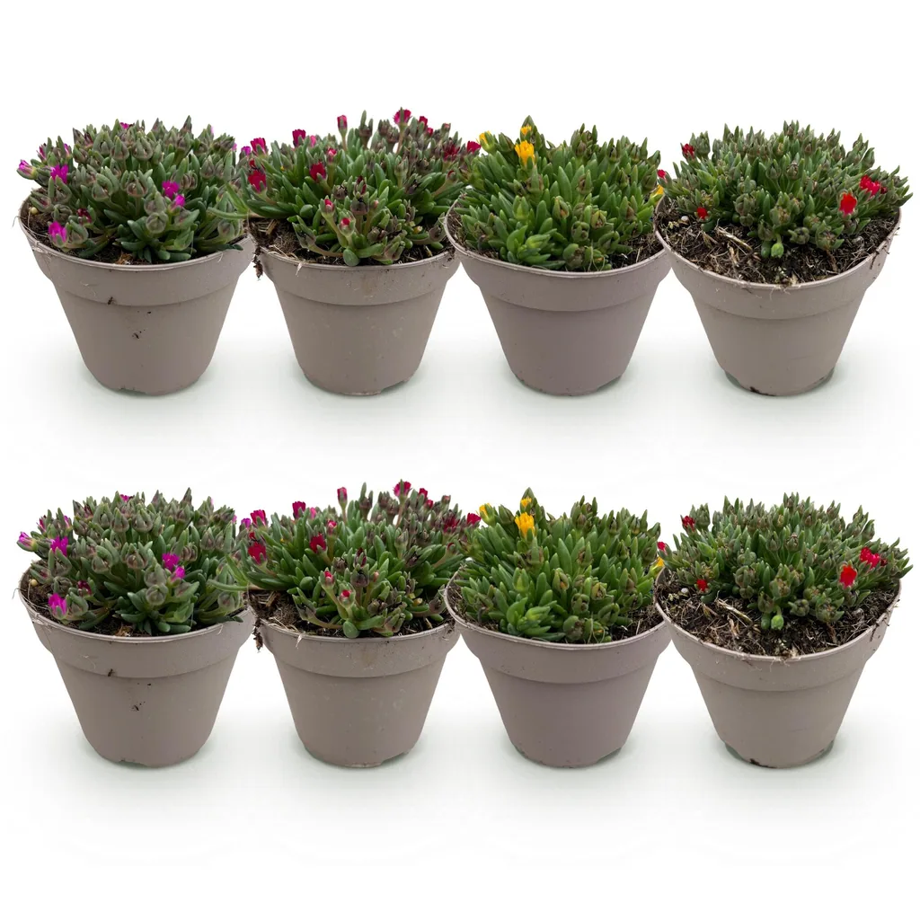 Mittagsblume Farbmix 8er-Set (Delosperma) – winterharte Staude, Topf-Ø 14 cm, Höhe ca. 17 cm