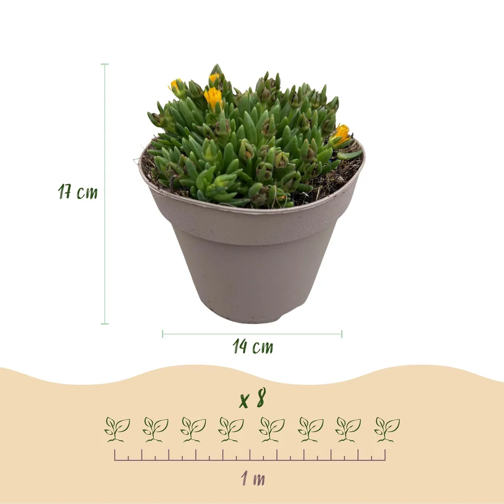 Mittagsblume Farbmix 8er-Set (Delosperma) – winterharte Staude, Topf-Ø 14 cm, Höhe ca. 17 cm