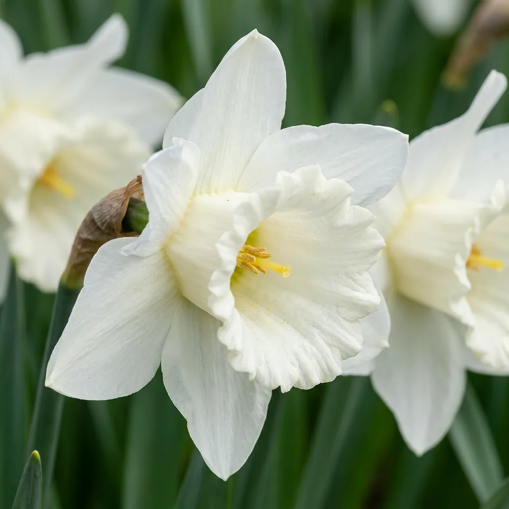 Narzisse 'Mount Hood' (Narcissus) – Blumenzwiebeln, 15 Zwiebeln