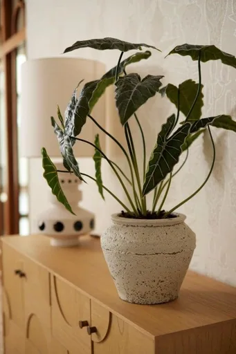 Alocasia 80cm - Kunstpflanze - Artificial plant
