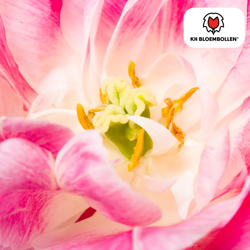 Tulpe 'Columbus' (Tulipa) – Blumenzwiebeln, 20 Zwiebeln