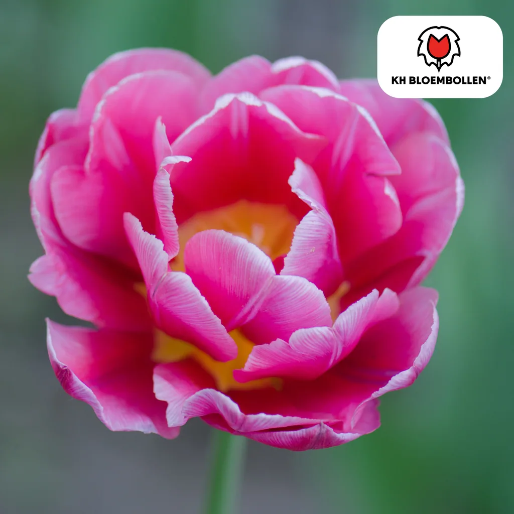 Tulpe 'Columbus' (Tulipa) – Blumenzwiebeln, 20 Zwiebeln