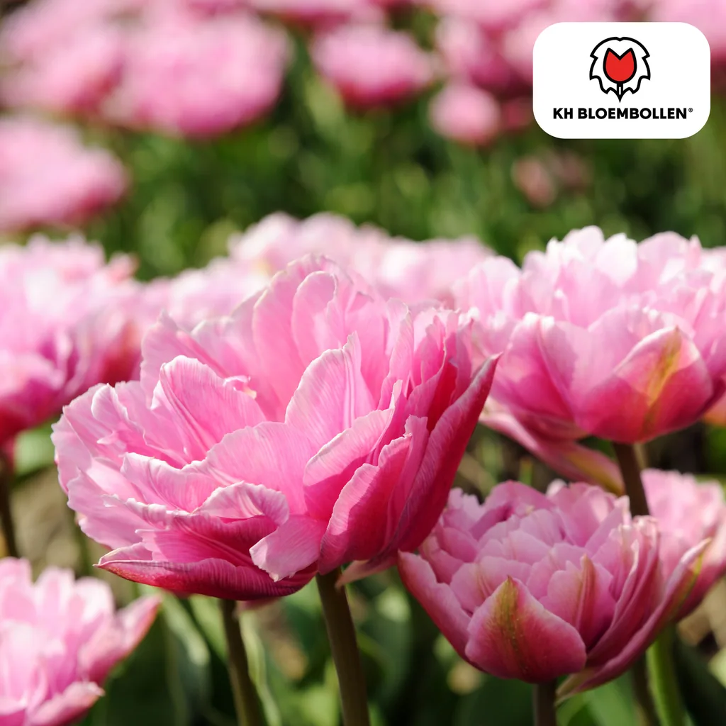 Tulpe 'Columbus' (Tulipa) – Blumenzwiebeln, 20 Zwiebeln