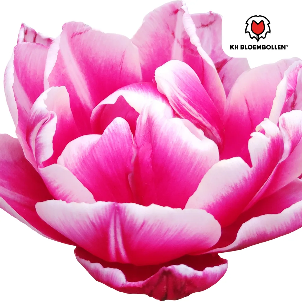 Tulpe 'Columbus' (Tulipa) – Blumenzwiebeln, 20 Zwiebeln