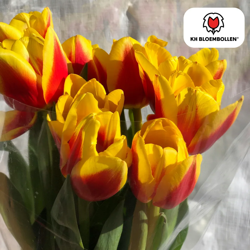 Tulpe 'Jan Seignette' (Tulipa) – Blumenzwiebeln, 20 Zwiebeln