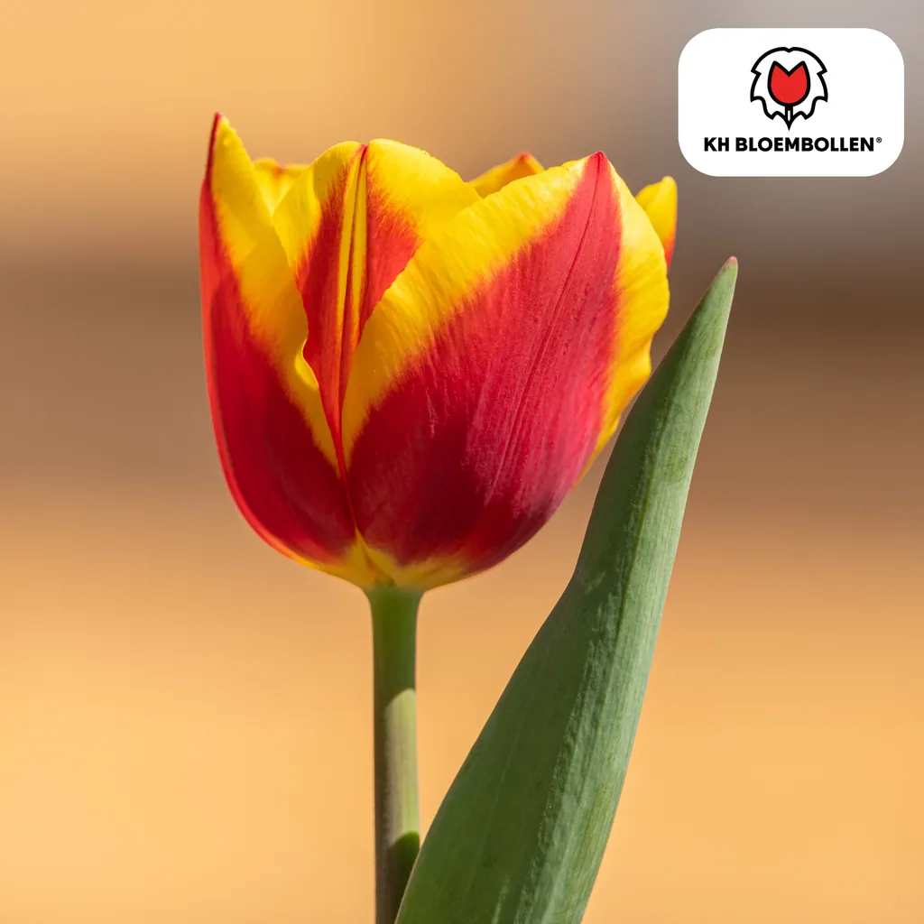 Tulpe 'Jan Seignette' (Tulipa) – Blumenzwiebeln, 20 Zwiebeln