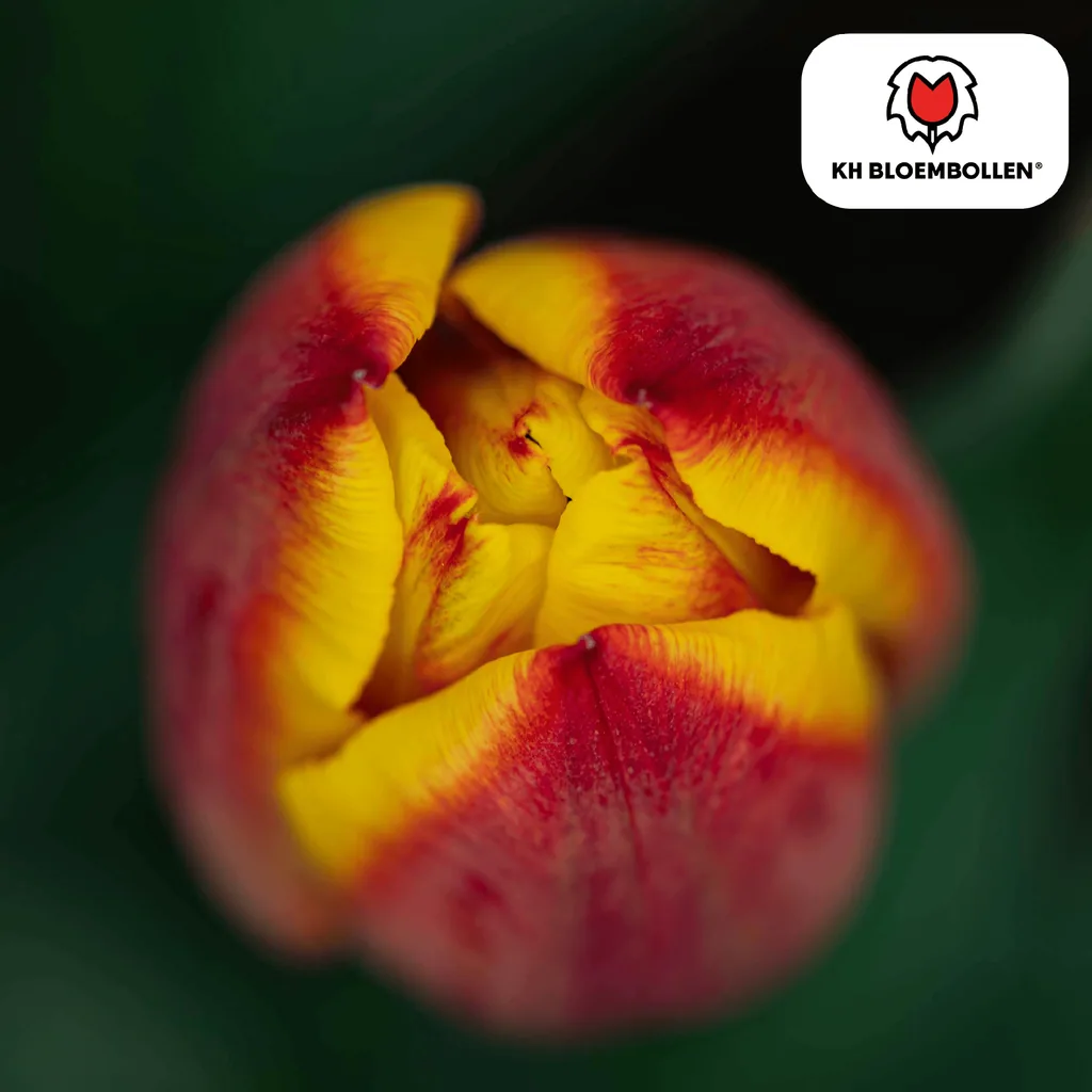 Tulpe 'Jan Seignette' (Tulipa) – Blumenzwiebeln, 20 Zwiebeln