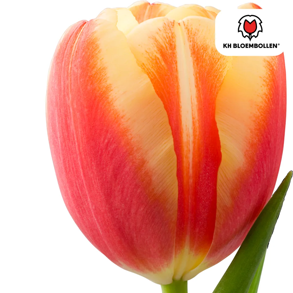 Tulpe 'Jan Seignette' (Tulipa) – Blumenzwiebeln, 20 Zwiebeln