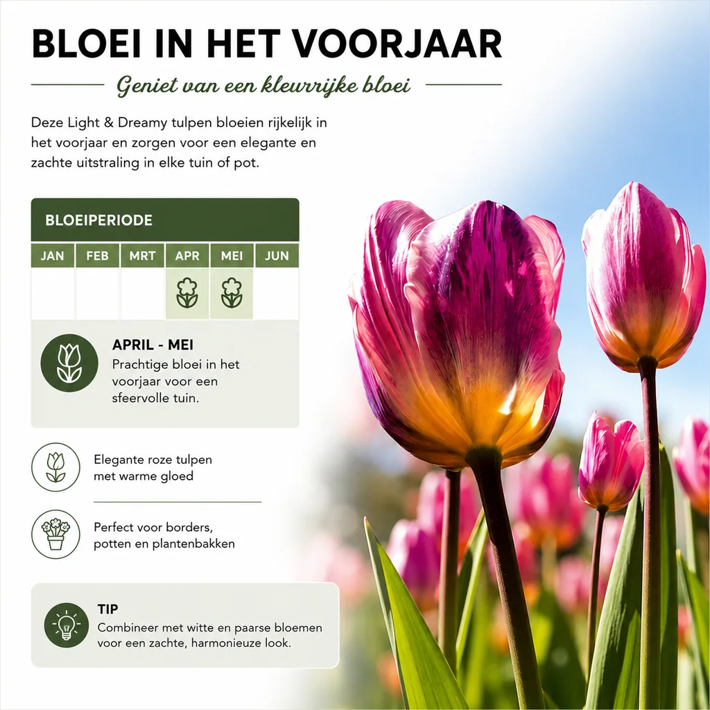 Tulpe 'Light and Dreamy' (Tulipa) – Blumenzwiebeln, 20 Zwiebeln