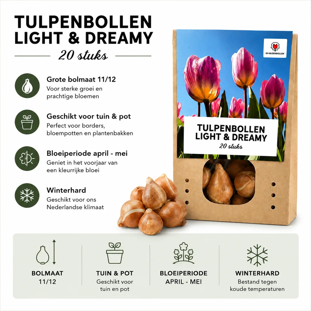 Tulpe 'Light and Dreamy' (Tulipa) – Blumenzwiebeln, 20 Zwiebeln