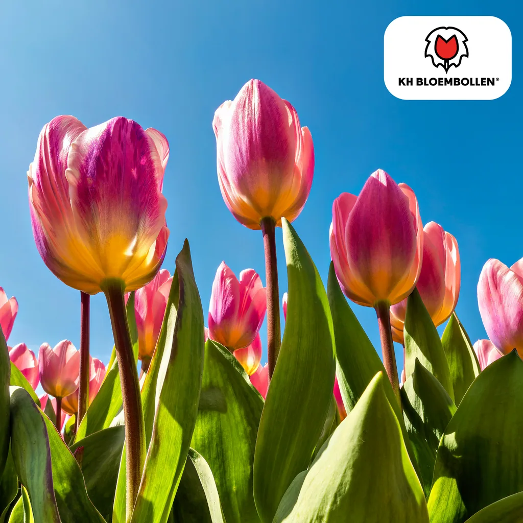 Tulpe 'Light and Dreamy' (Tulipa) – Blumenzwiebeln, 20 Zwiebeln
