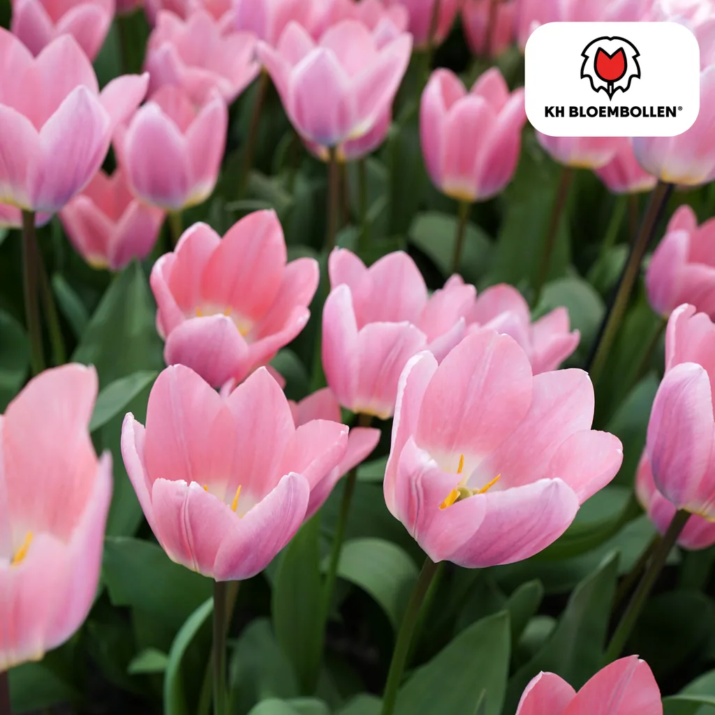 Tulpe 'Light and Dreamy' (Tulipa) – Blumenzwiebeln, 20 Zwiebeln